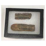Mazon Creek Fern 2-Piece Specimens