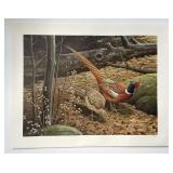 Don Eckelberry Ring Necked Pheasant S&N Art Print