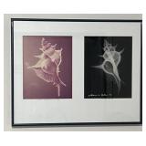 W. Conklin Radiographic Shell Art Murex Alabaster