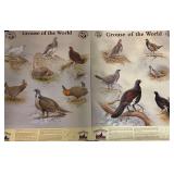 2 Grouse of the World Posters by R. David Digby