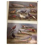 2 Posters by J Harrison for The Game Bird Breeders