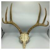 European Mount Bleached Deer Skull with 6-Point An
