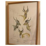 1979 Rowland Ward Game Animals of Africa Print by