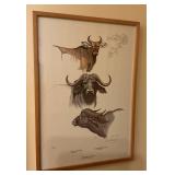 Rowland Ward Game Animals Buffalos Print Clare Abb