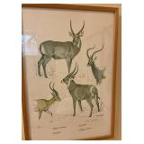Rowland Ward Game Animals Waterbuck Print Clare Ab