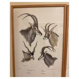 1979 Rowland Ward Game Animals Print by Clare Abbo