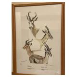 Rowland Ward Game Animals Gazelles Print Clare Ab