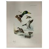 Study of Mallard by Boris Riab, 12 3/8 x 18 ins.