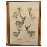 1979 Clare Abbott Signed Reedbuck Print by Rowland