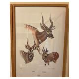 1979 Clare Abbott Rowland Ward African Game Print