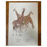 Rowland Ward Game Animals Giraffe Clare Abbott