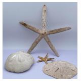Two Starfish, Sea Biscuit and Sand Dollar Display