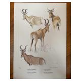 Rowland Ward Game Animals Hartebeest Clare Abbott