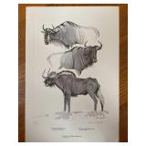 Rowland Ward Game Animals Gnu Print Clare Abbott