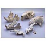 Skulls & Jaw Bones of Various Animals