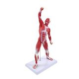 qzzXoq Human Muscle Anatomy Model 20in