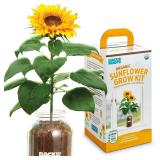 Back To The Roots Sunflower Windowsill Planter Kit