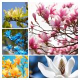 Magnolia Flower Seeds Mixed Color 10ct