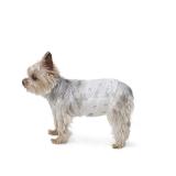 Amazon Basics Male Dog Diapers XS 30ct
