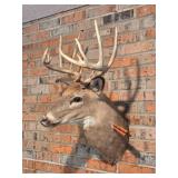 Taxidermy Whitetail Deer Mount with Arrow Detail