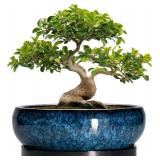 Bonsai Pots 13' Ceramic Succulent Planter, Blue