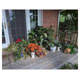Artificial plants asis