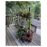 houseplants