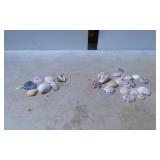 27 Assorted Seashells