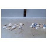 27 Assorted Seashells