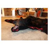Bear skin rug & mount