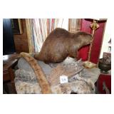 Taxidermy Beaver