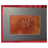 California Poppy