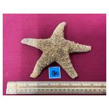 Star Fish