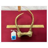 Deer Horns