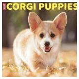 Just Corgi Puppies 2024 12 X 12 Wall Calendar