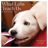 What Labs Teach Us 2024 12 X 12 Wall Calendar