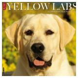 Just Yellow Labs 2024 12 X 12 Wall Calendar