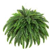 Single Silky Artificial Boston Fern Bush  49Inch