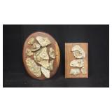 Fossils & Geodes