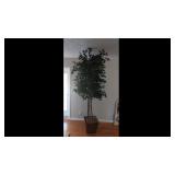 Indoor Tree