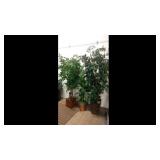 3 Indoor Faux Plants Tallest is about 7 Ft 3 Indoor Faux Plants Tallest is about 7 Ft