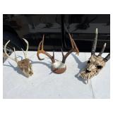 Three Horned Dragons Skull & 2 Antler Skull Racks Three Horned Dragons Skull & 2 Antler Skull Racks