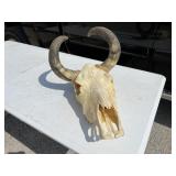 Curved Horn Skull Curved Horn Skull