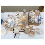 Seashell Lot Seashell Lot