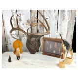 Deer Antlers, Hoof, Arrowhead Displays, Horn Art