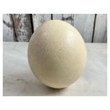 Ostrich Egg Shell