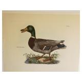 Common Wild Duck Male Plate L