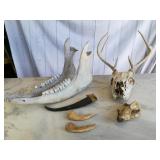 Skulls, Bones, Jaws, & Horns