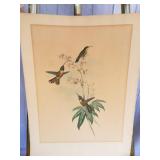 John Gould Original Lithograph Hummingbirds