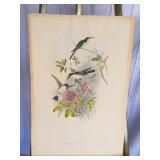 John Gould Original Lithograph Hummingbirds